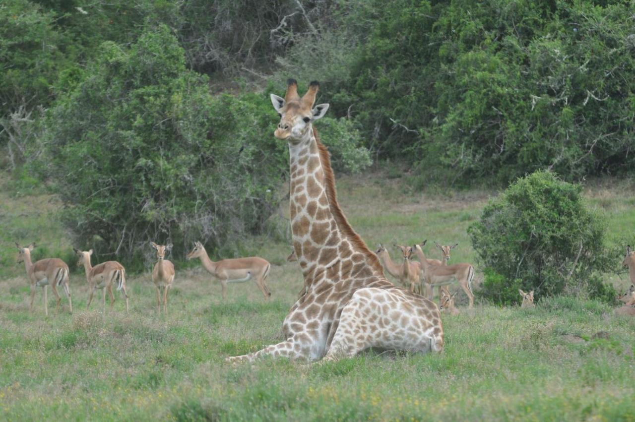 Hopewell Private Game Reserve Buyskloof Экстерьер фото