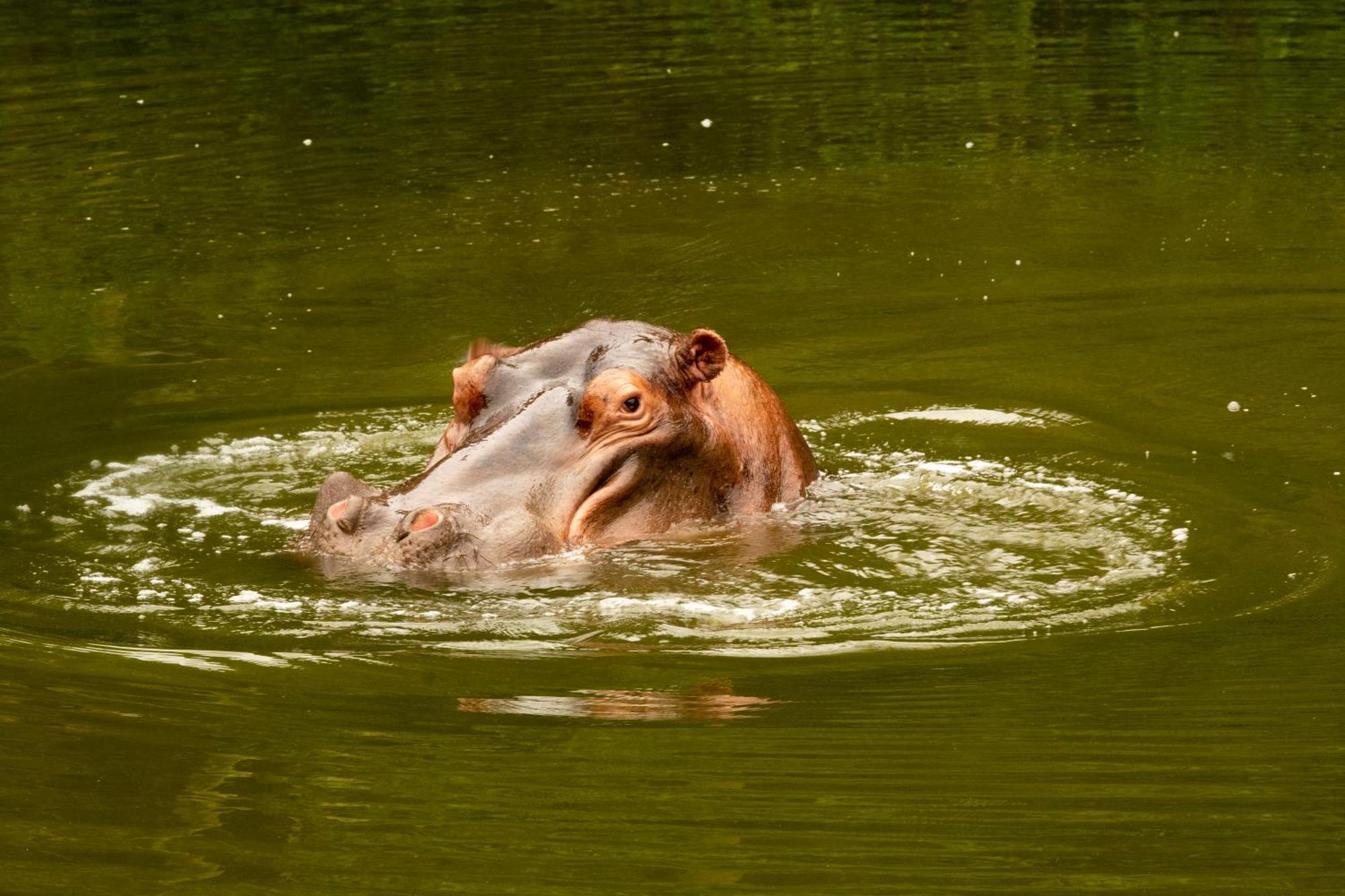 Hopewell Private Game Reserve Buyskloof Экстерьер фото