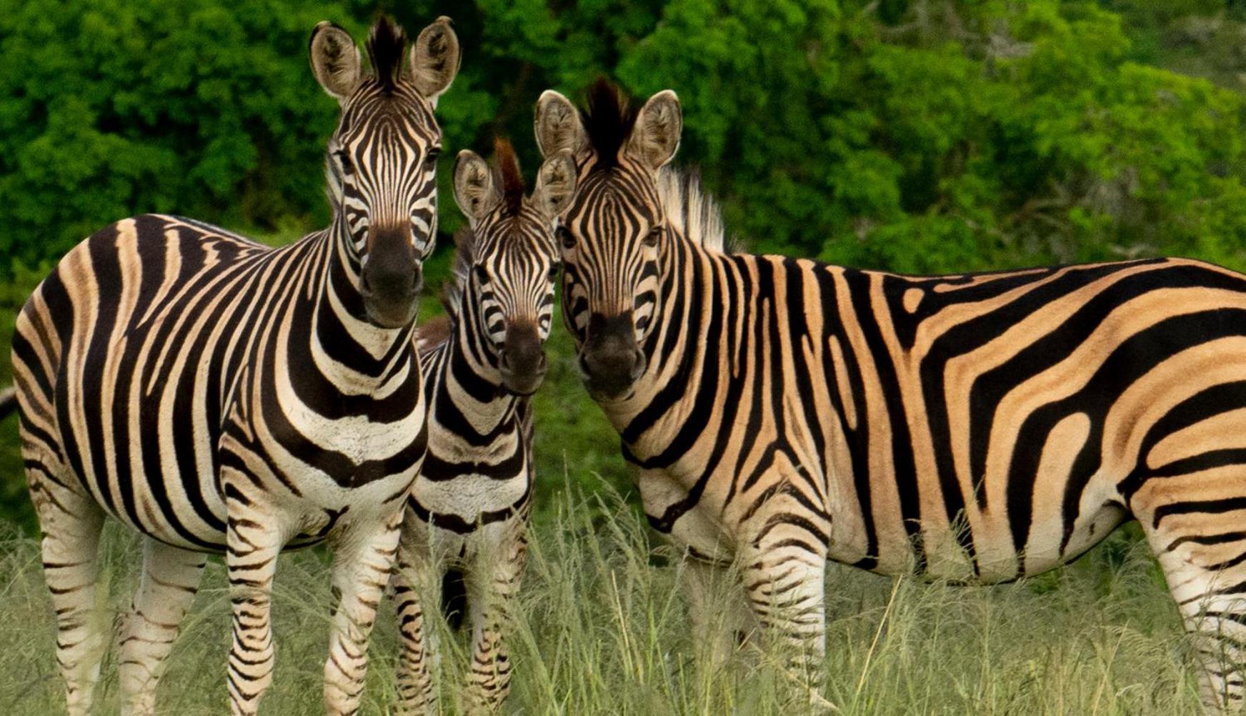 Hopewell Private Game Reserve Buyskloof Экстерьер фото