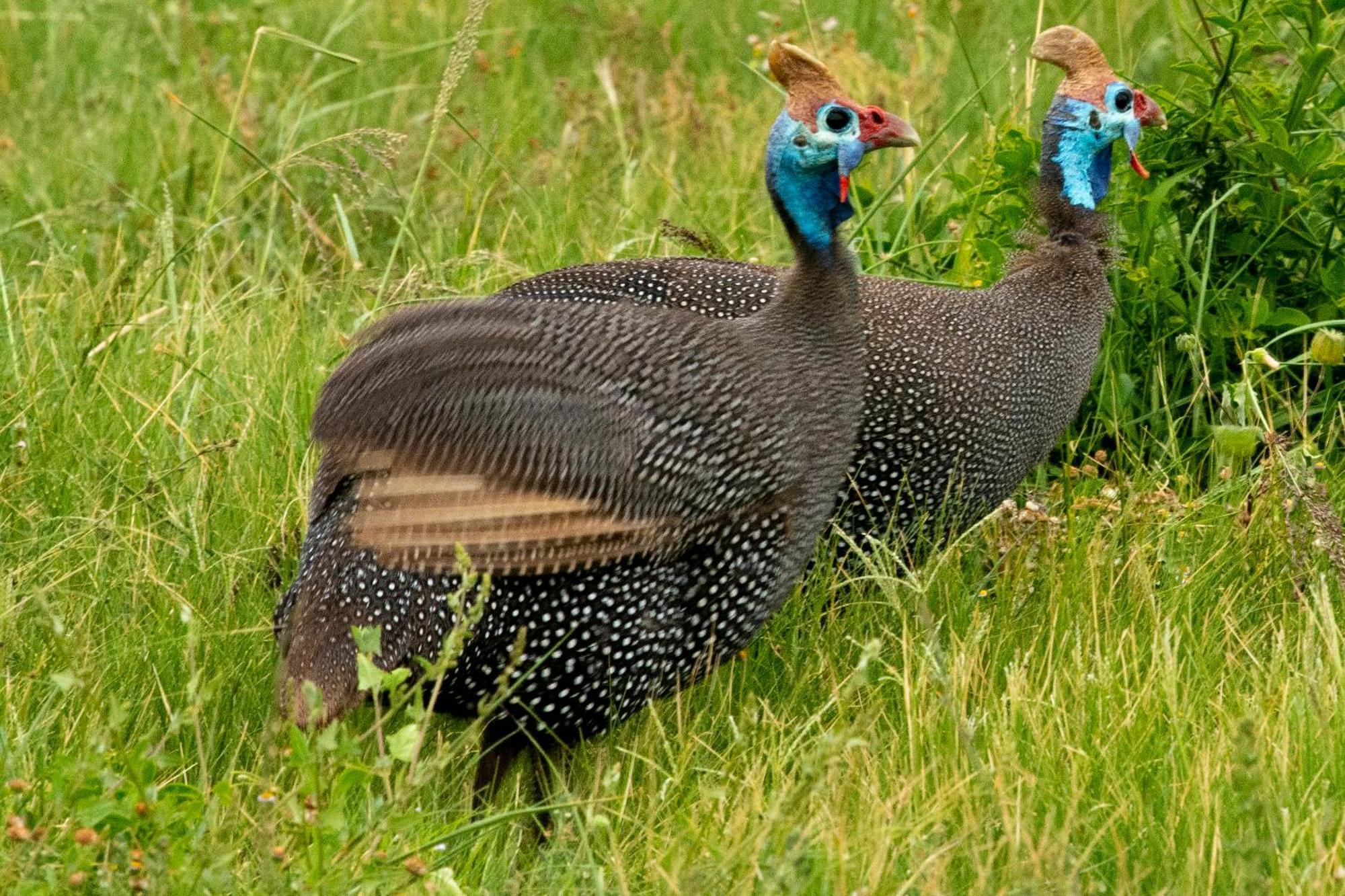 Hopewell Private Game Reserve Buyskloof Экстерьер фото