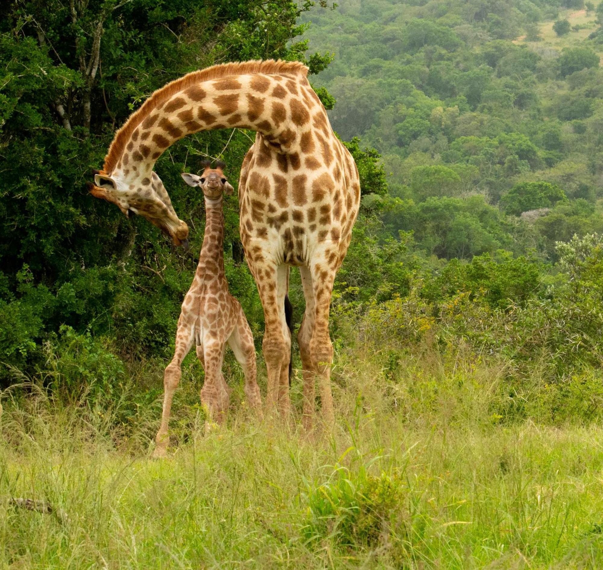 Hopewell Private Game Reserve Buyskloof Экстерьер фото