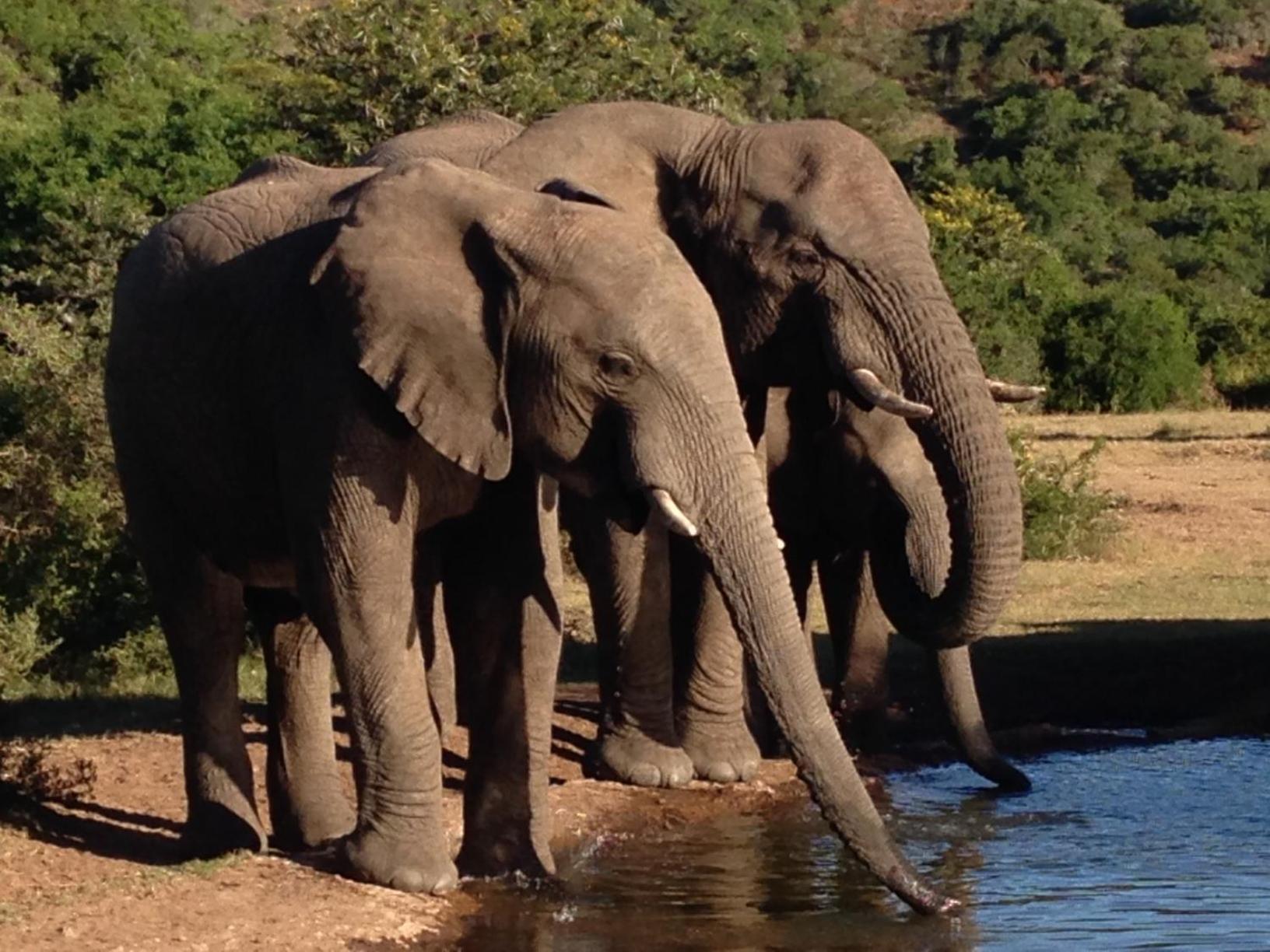 Hopewell Private Game Reserve Buyskloof Экстерьер фото