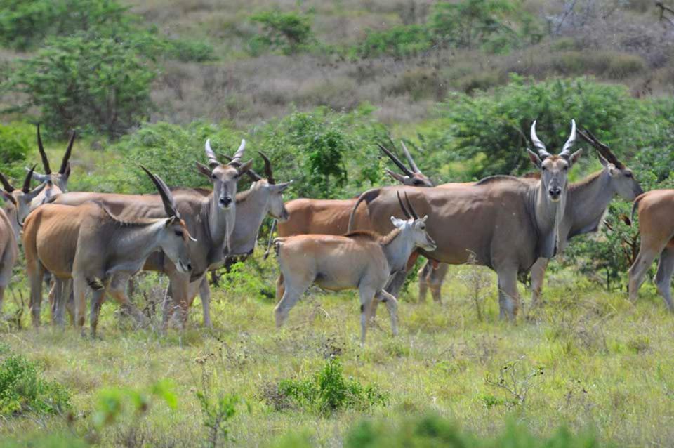Hopewell Private Game Reserve Buyskloof Экстерьер фото