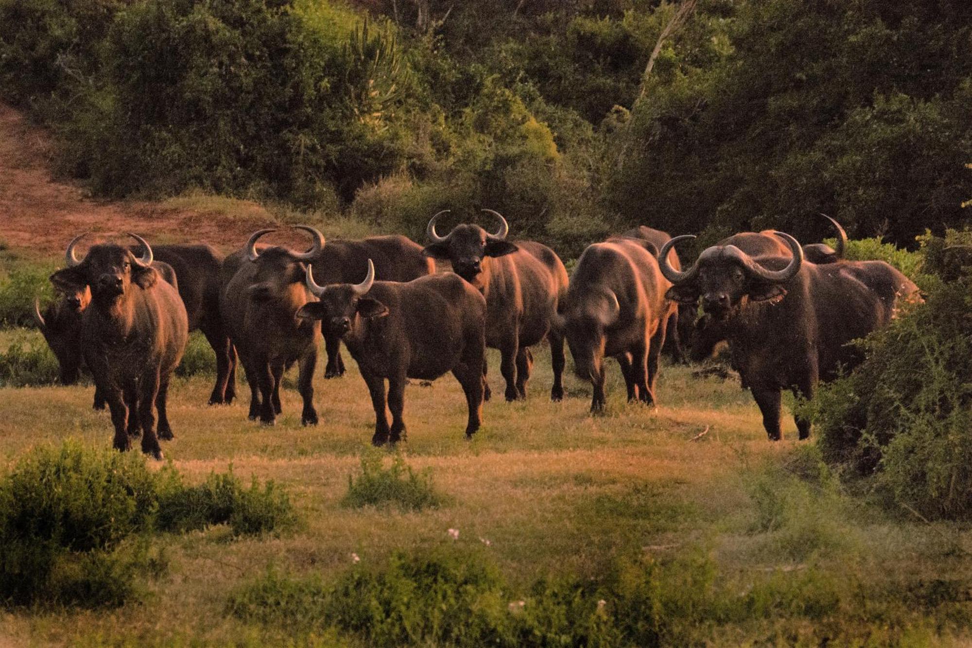 Hopewell Private Game Reserve Buyskloof Экстерьер фото